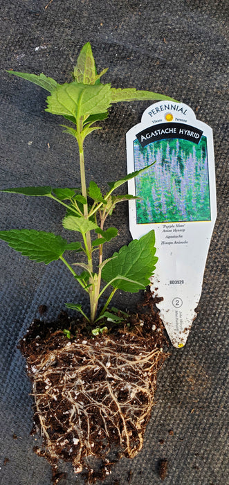 Purple Haze Agastache hybrid Anise Hyssop