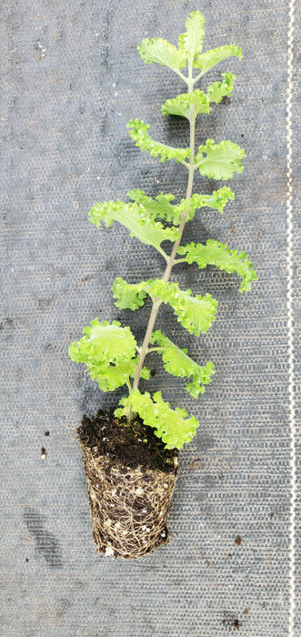 Curlywood Sage Teucrium Crispum