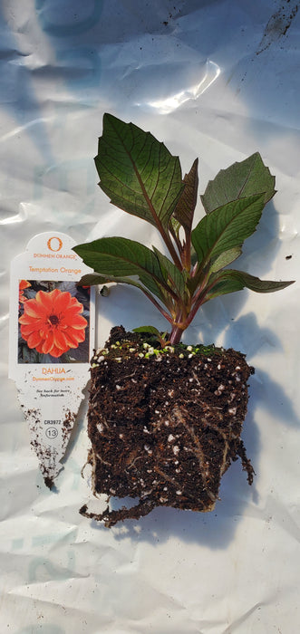 Dahlia Temptation Orange