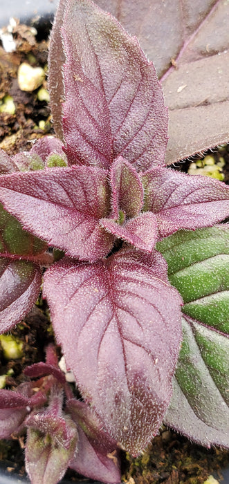 Pycnanthemum Smokey Mountain Mint