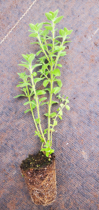 Oregano Onites