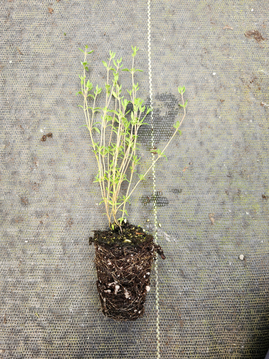 French Dotwell Thyme