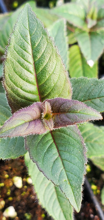 Midnight Oil Beebalm Monarda Bradburiana