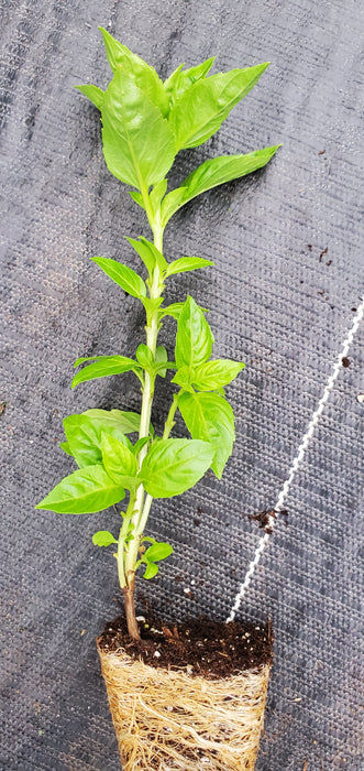 Rutgers Obsession Basil
