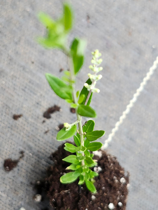 Aloysia Gratissima Beebrush