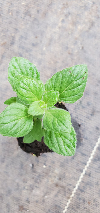 Calamintha Marvelette Blue