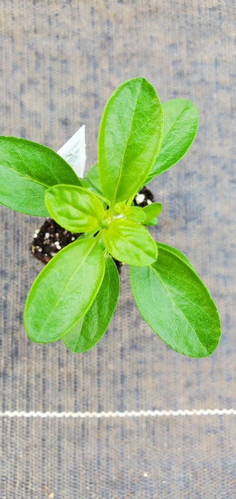 Peach Cobbler Salvia Greggii