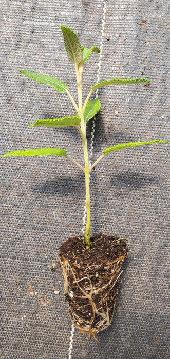 Salvia Corrugata