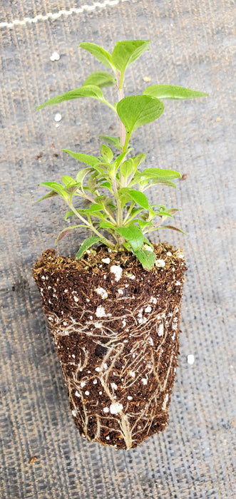 Monardella Purpurea