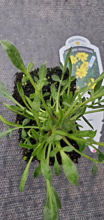 Creme Brulee Coreopsis Verticillata