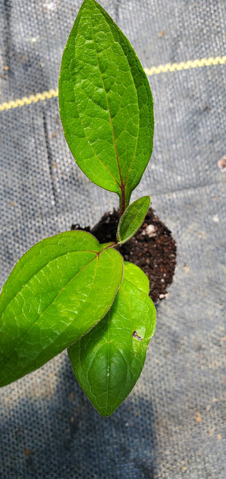 Bravado Echinacea Purpurea