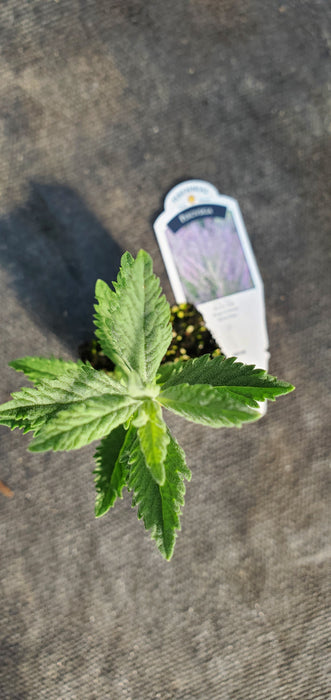 Prime Time russian sage Perovskia