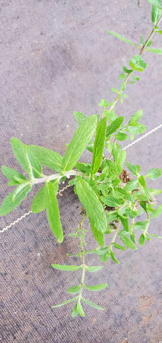 Mint of Israel mentha spicata