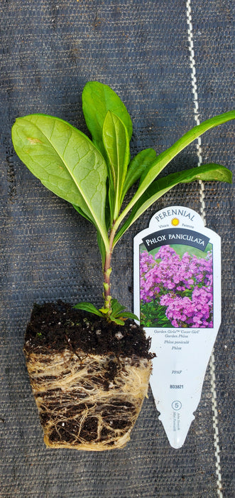 Garden Girls Cover Girl Garden Phlox Paniculata
