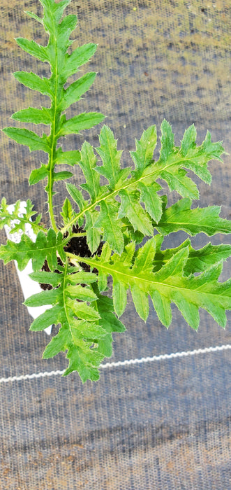 Platinum Blue Echinops Ritro ssp Ruthenicus