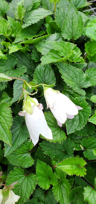 Campanula Milky Way