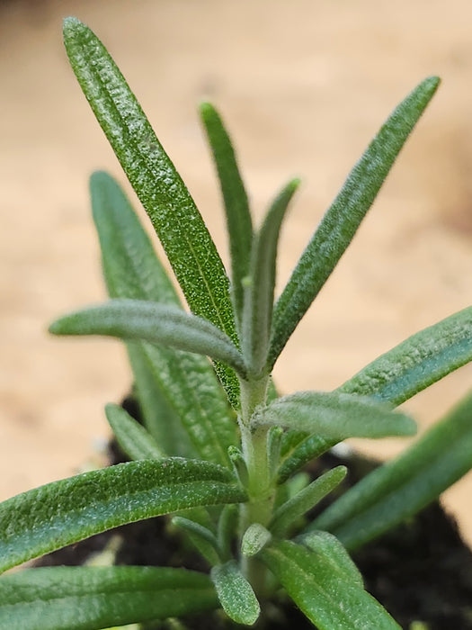 Ingauno Rosemary