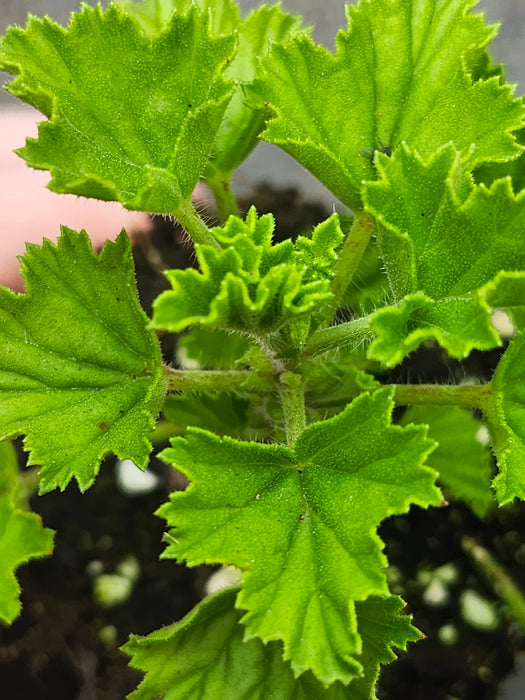 Angels Perfume Geranium