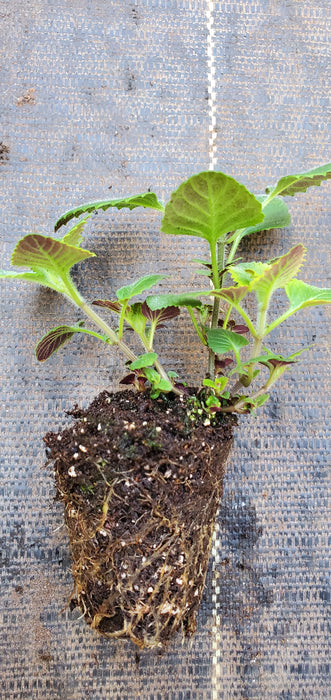 Elfin Purple Calamintha Grandiflora