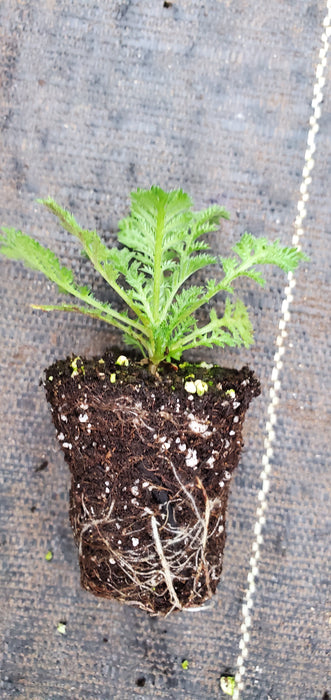 Anthemis tinctoria Eva Dwarf Form