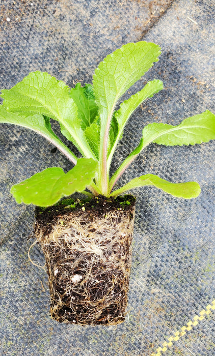 Champion II Deep Blue Campanula medium