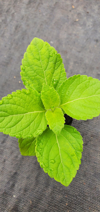 Tree Basil Ocimum Suave