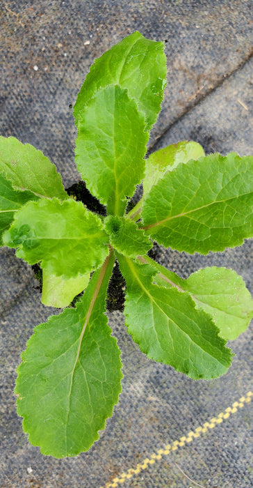 Champion II Deep Blue Campanula medium