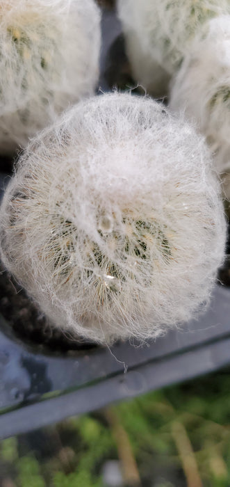 Espostoa Nana Dwarf Old Man Cactus