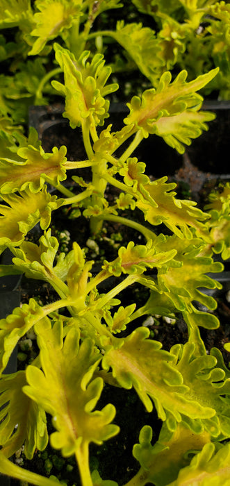 Under The Sea Gold Guppy Coleus