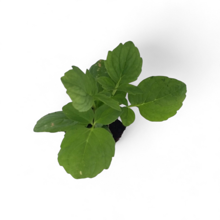 Valerian Valeriana Officinalis starter plant