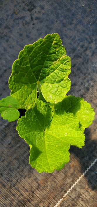 Hollyhock Queeny Salmon