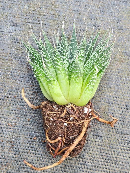 Lace Aloe