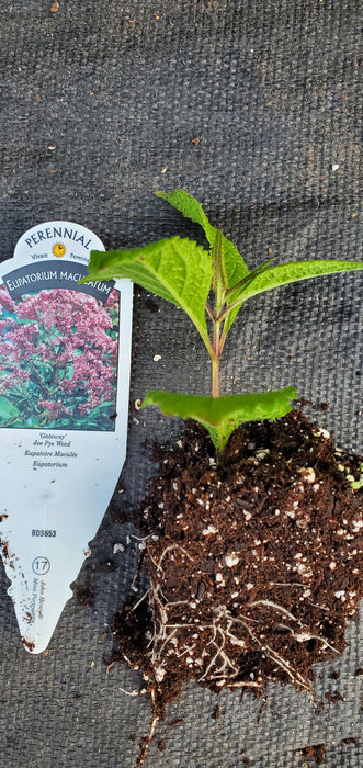 Gateway Eupatorium maculatum Joe pye weed