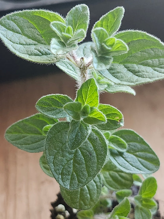 Syrian Oregano Origanum Maru