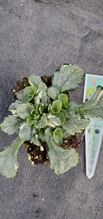Princess Elsa ajuga reptans. Bugleweed