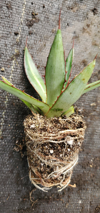 Agave Lophantha