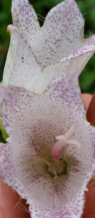 Campanula Milky Way