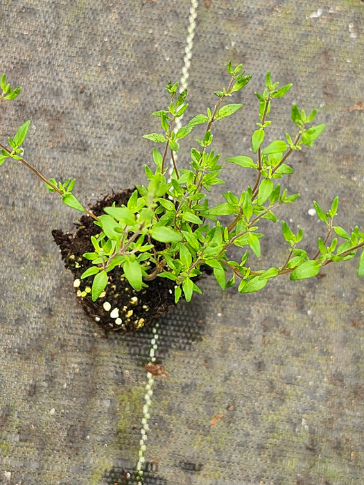 French Dotwell Thyme