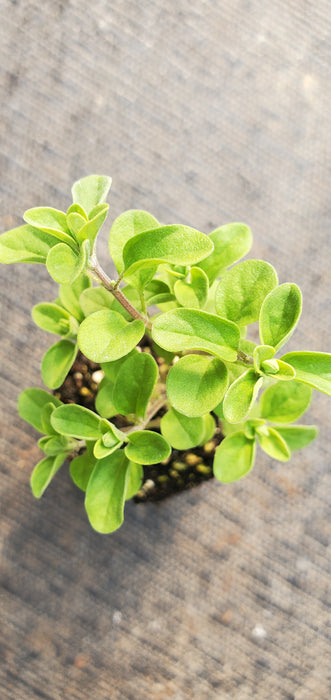 Compact Sweet Marjoram