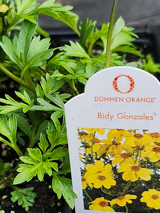 Bidy Gonzales Bidens