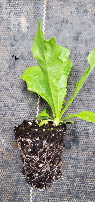 Cichorium intybus Chicory
