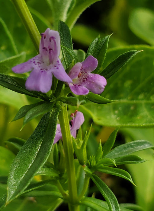 Purple Winter Savory