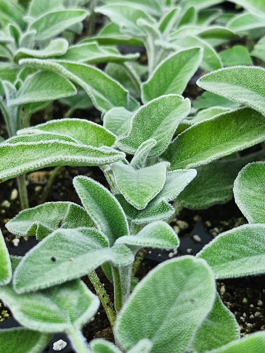 Salvia Officinalis Ovalvet Sage