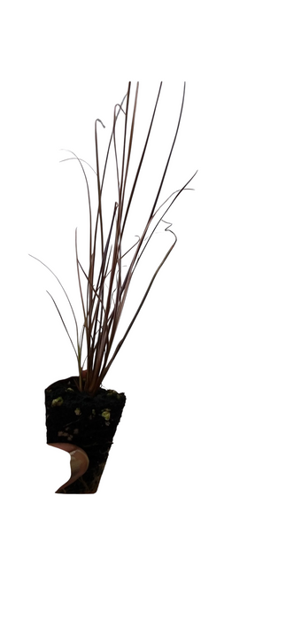 Carex Red Rooster