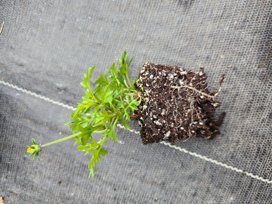 Bidy Gonzales Bidens