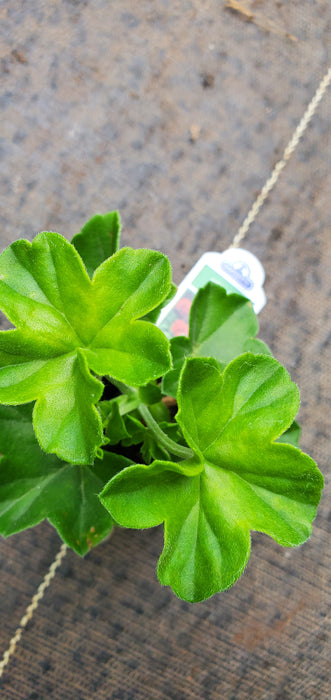 Apex Red Ivy Geranium