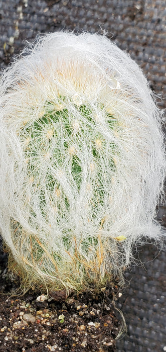 Espostoa Nana Dwarf Old Man Cactus