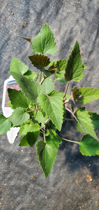 Summerlong Lilac Agastache Mexicana Anise Hyssop