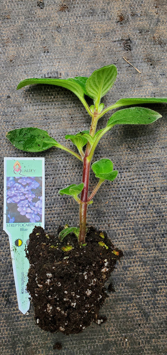 Streptocarpella Blue