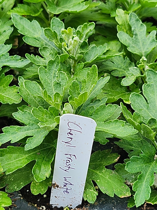 Cheryl Frosty White Chrysanthemum